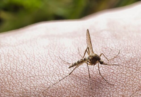 piqûre de moustique comme cause d'infestation parasitaire