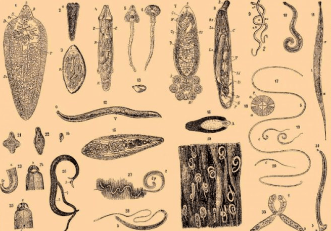 Types de parasites dans le corps humain