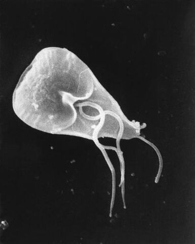 lamblia - un genre de parasites protozoaires flagellés